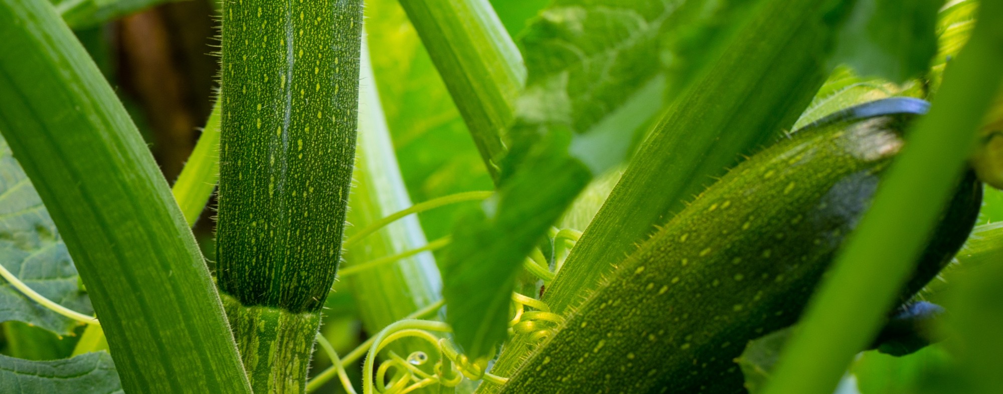 Courgette
